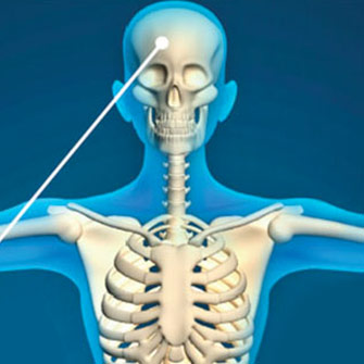 skeleton